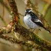 Lejsek cernobily - Ficedula westermanni - Little Pied Flycatcher o5654